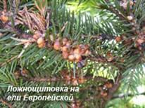 Ложнощитовка на ели Европейской