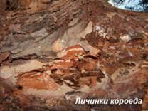 Личинки короеда