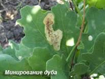 Минирование дуба