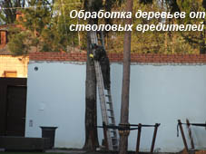 Обработка деревьев от стволовых вредителей